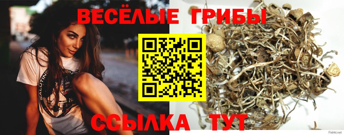 Псилоцибиновые грибы Psilocybe Стрежевой